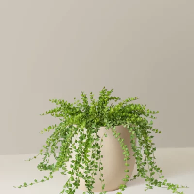 Dischidia The Sill